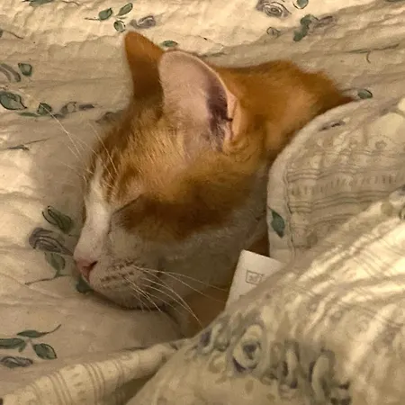 Au Jardin Y ベッド・アンド・ブレックファスト